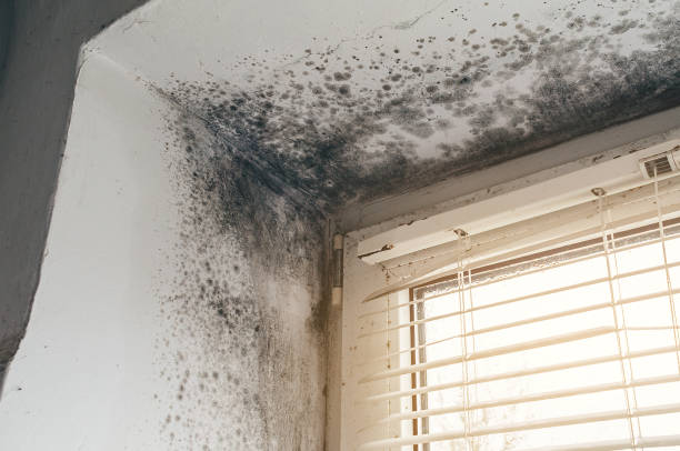Affordable Mold Cleanup solutions in Ahoskie, NC