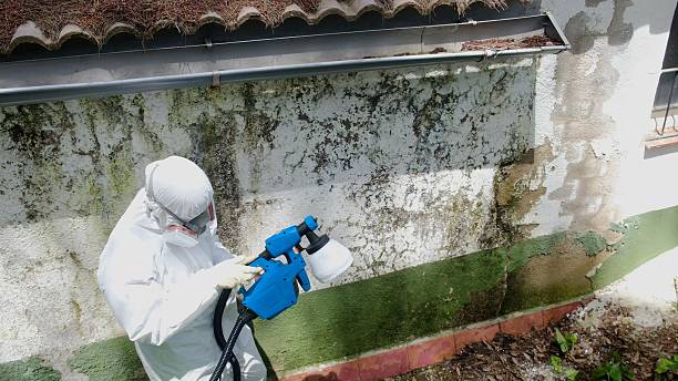 Top rated local Mold Cleanup specialists in Ahoskie, NC